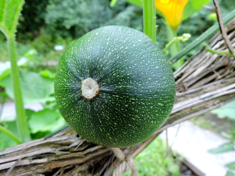 Grapevine food vegetable garden