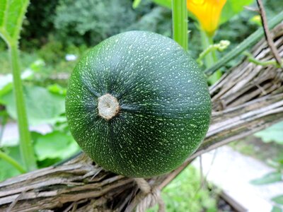 Grapevine food vegetable garden photo