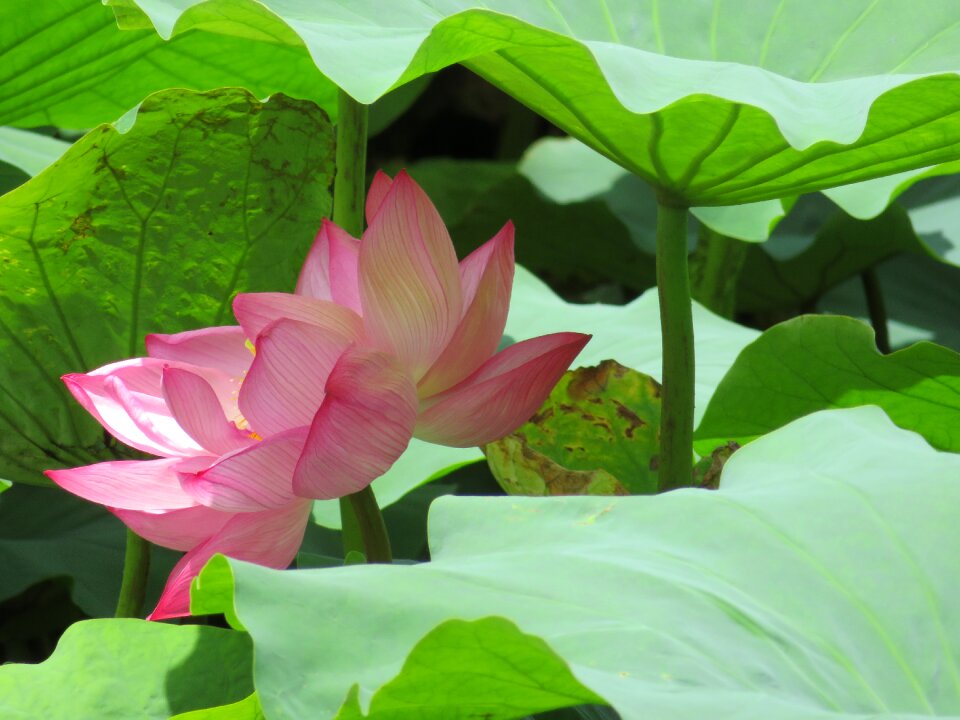 Pink flora garden