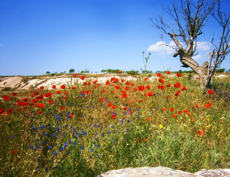 Poppy sky mood