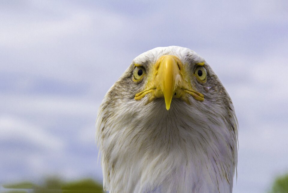 Raptor wildlife predator