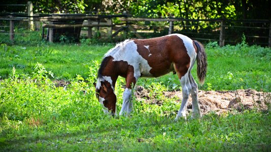Pasture young animal mammal