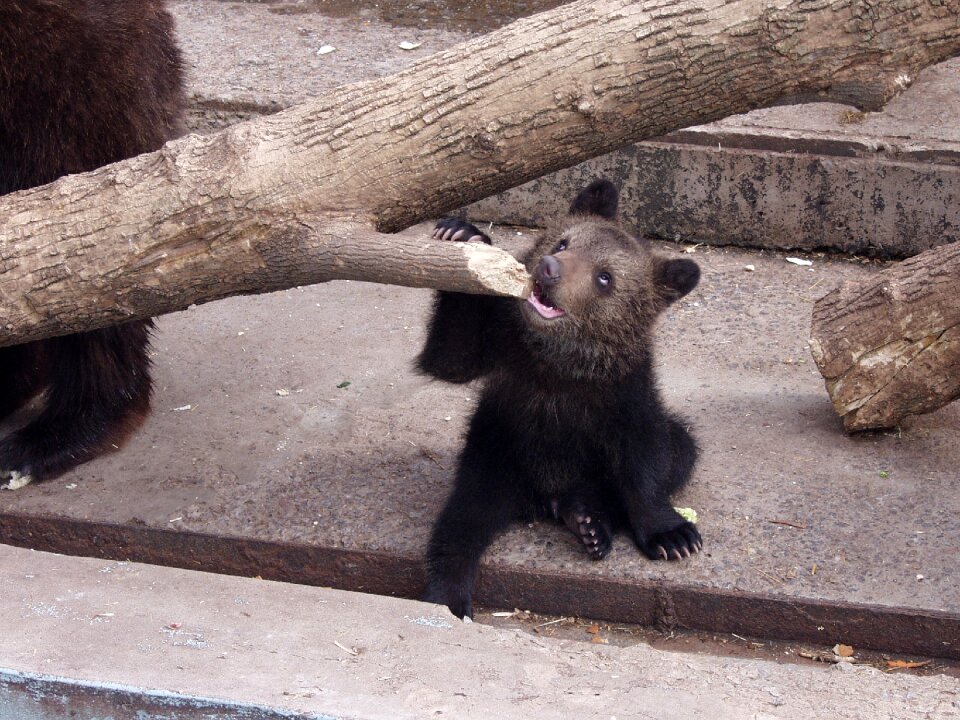 Animals wild animals wild animal