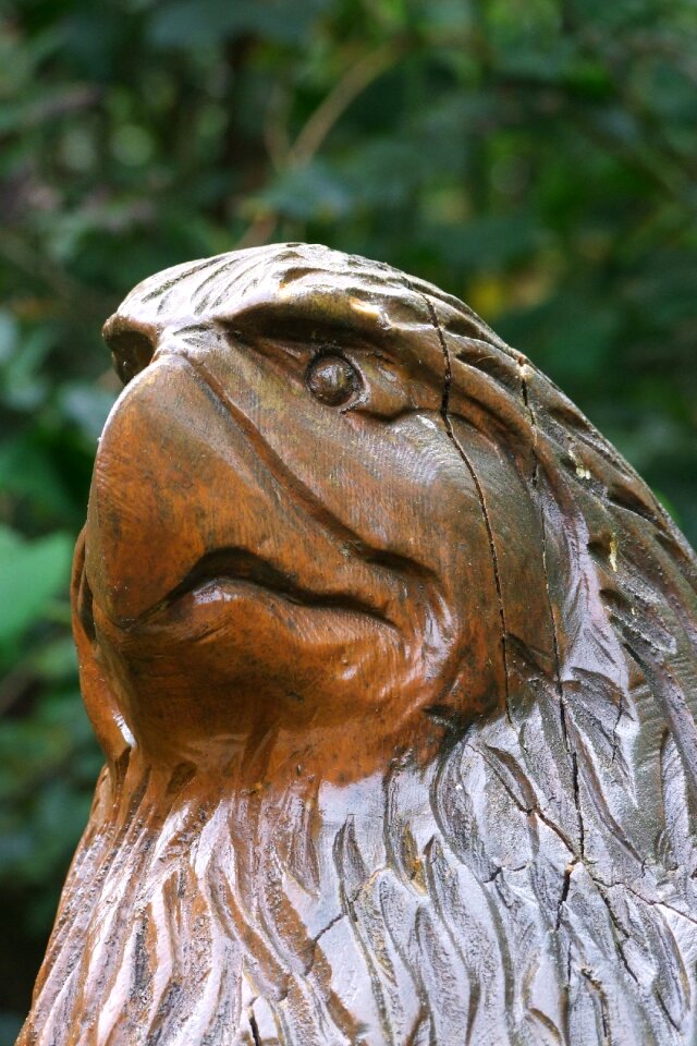 Adler wood sculpture