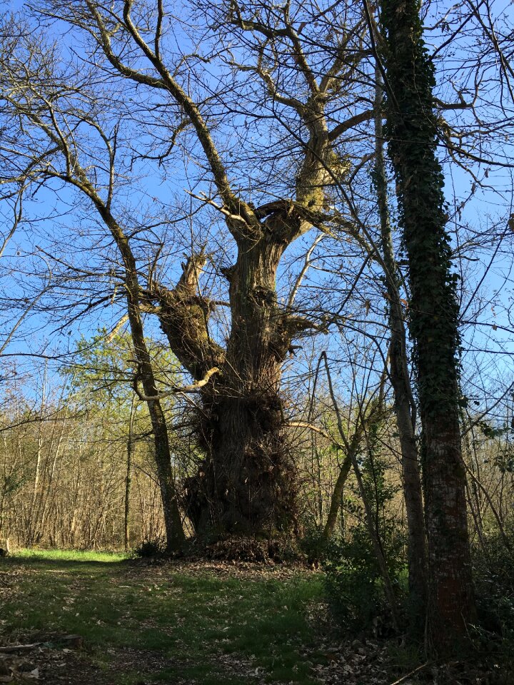 Forest ancestor spirit