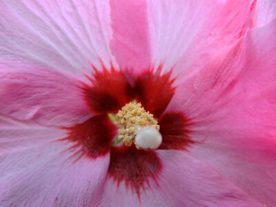 Pistil pollen close up