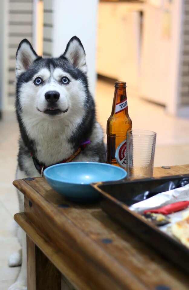 Pet home