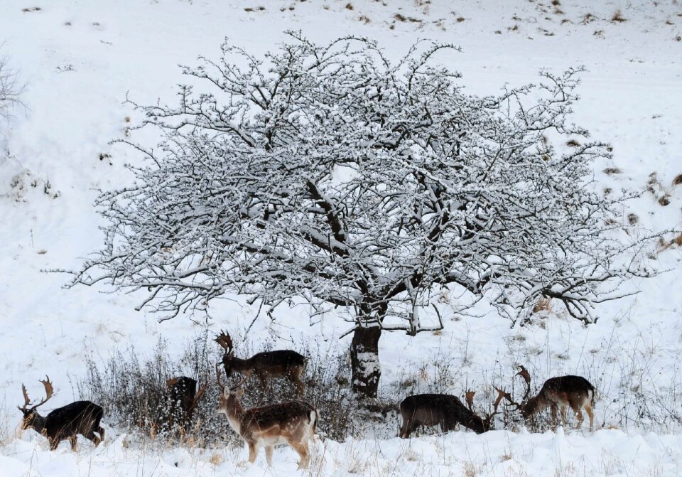 The searchers winter in the park