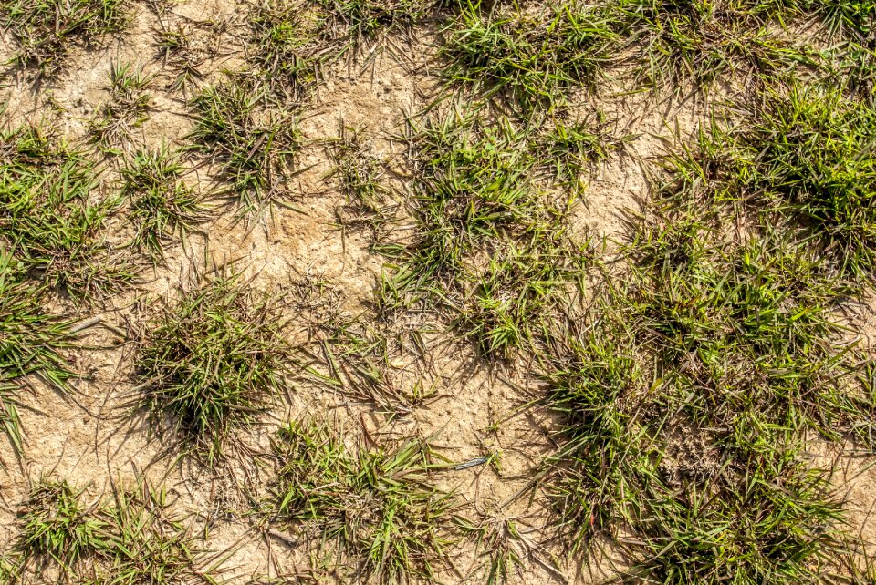 Nature outdoors green grass