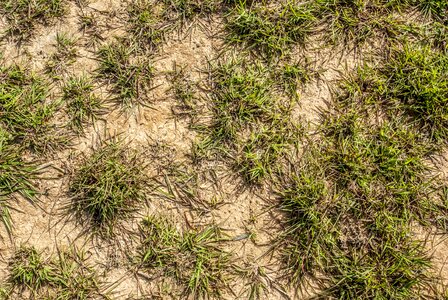 Nature outdoors green grass