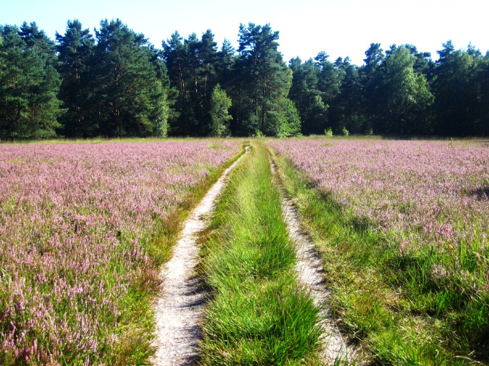 In bloom heide landscape
