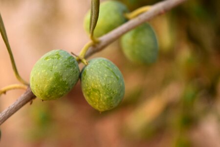 Mediterranean eat drupes