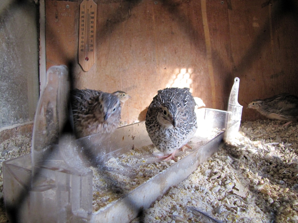 Bird cage bird feeder