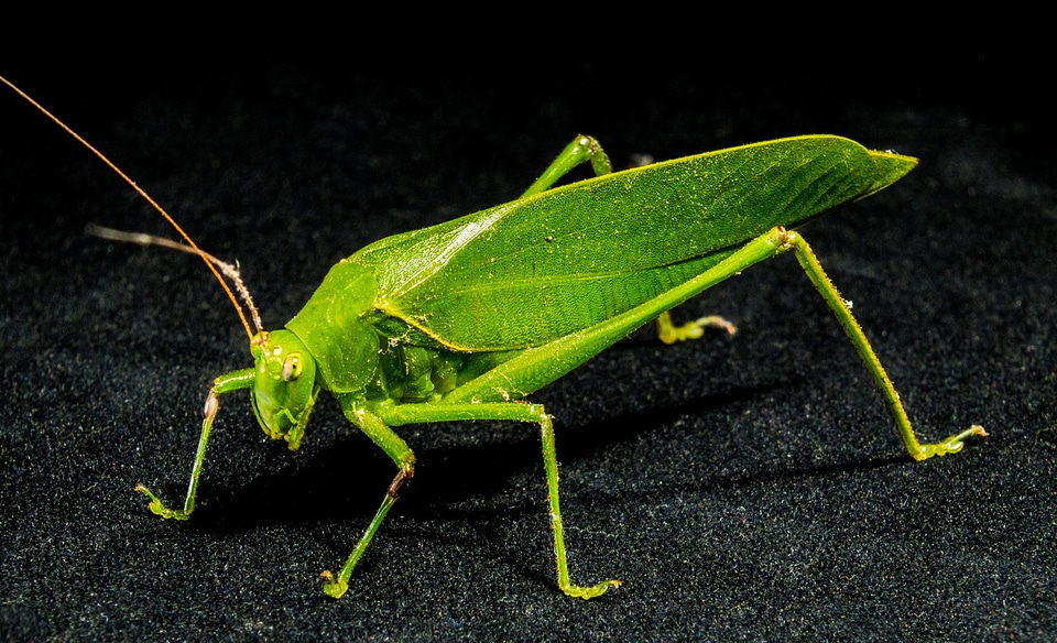 Insect close up green photo