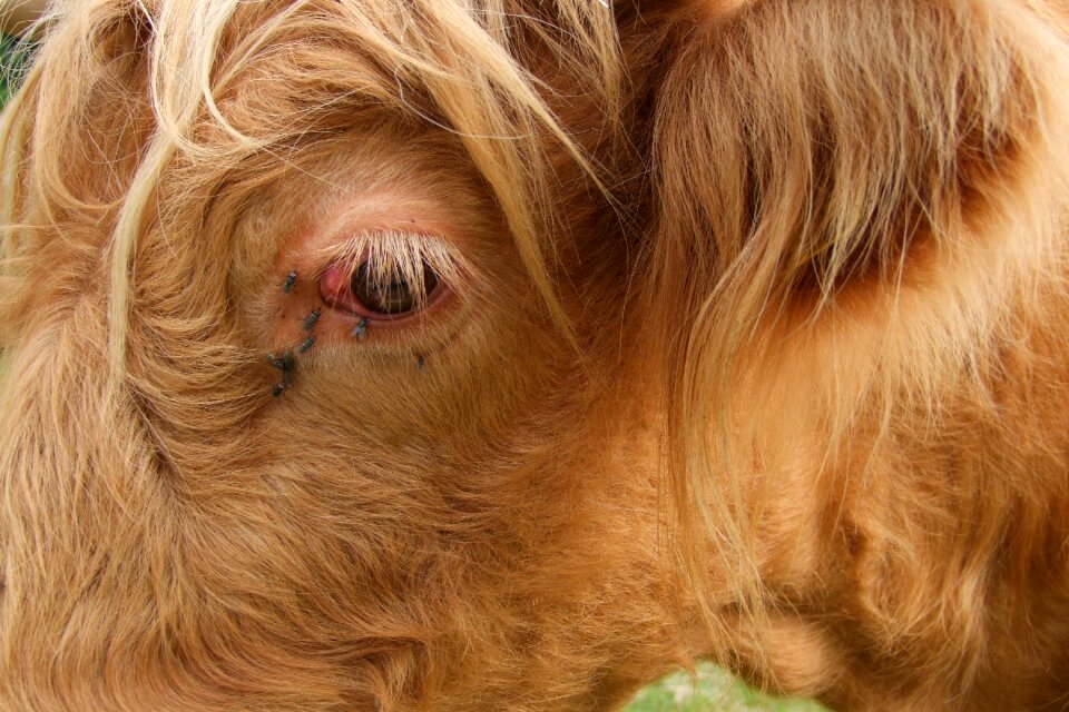 Eye flying pasture