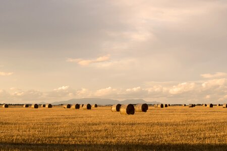 Crop field farm photo