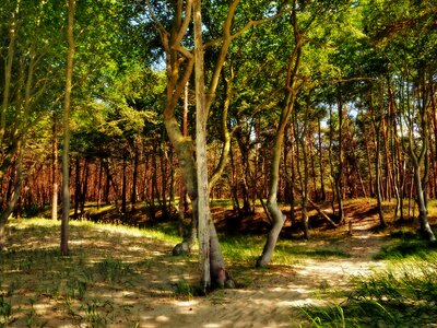Light trees shadow