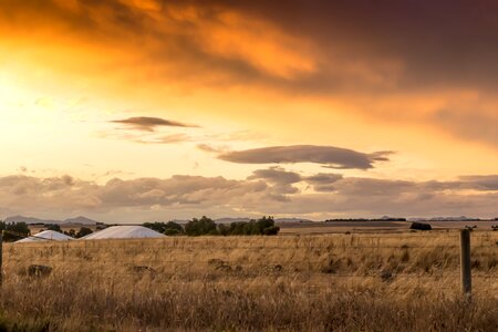 Paddock wheat wheatbelt photo