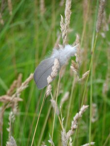 Bird feather get stuck meadow photo