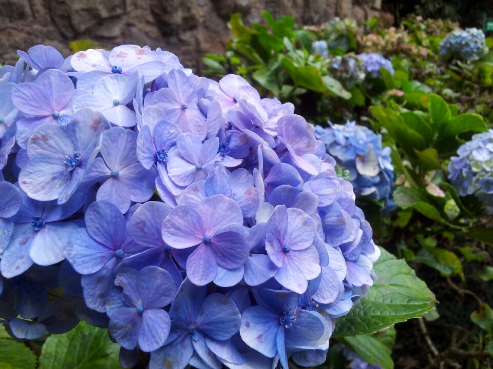 Flowers plant delicate