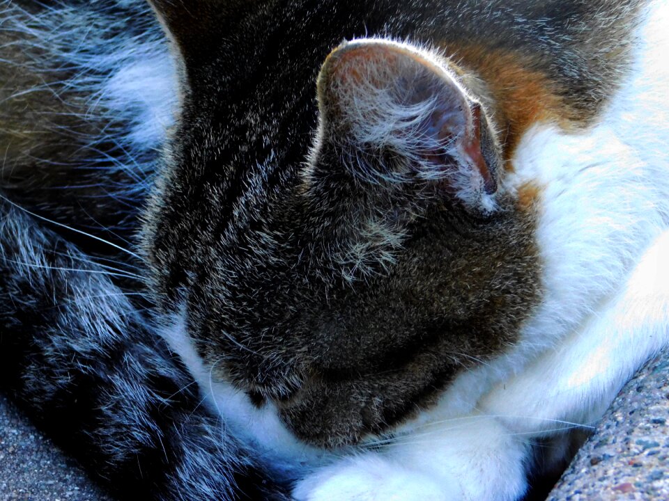 Animal close up mieze