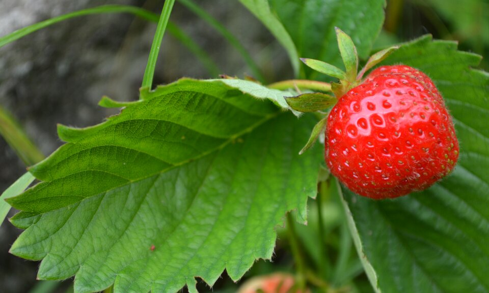 Strawberry wild strawberry red