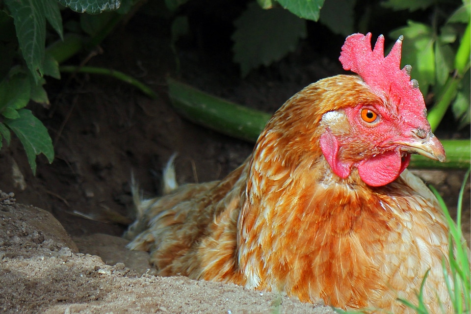 Hen farm country life