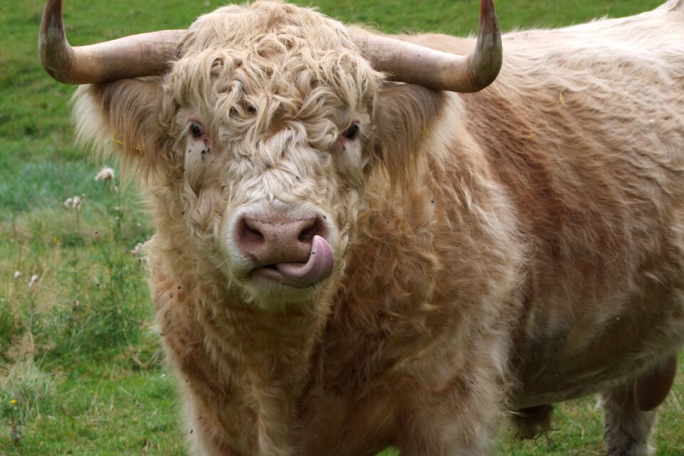 Organic beef horns pasture