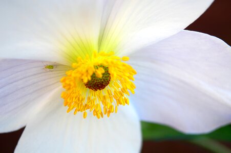 Bloom petals anthers photo