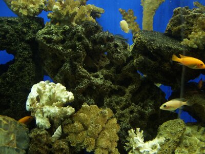 Fish aquarium corals photo