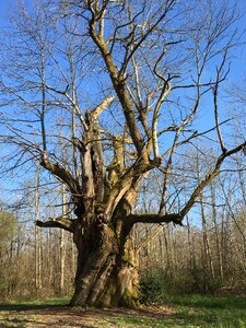 Forest ancestor spirit