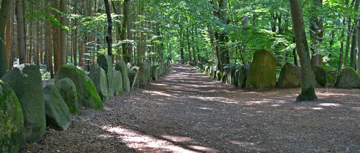Saxony hain promenade forest photo