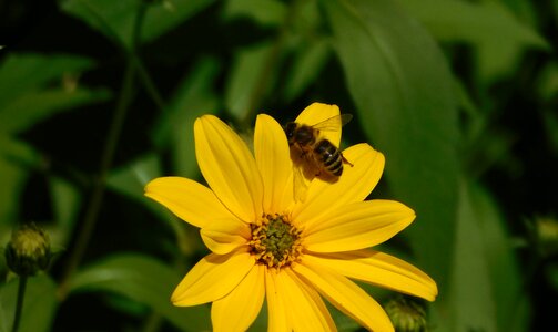 Yellow bee on flower blossom photo
