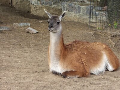 Animals wild animals wild animal