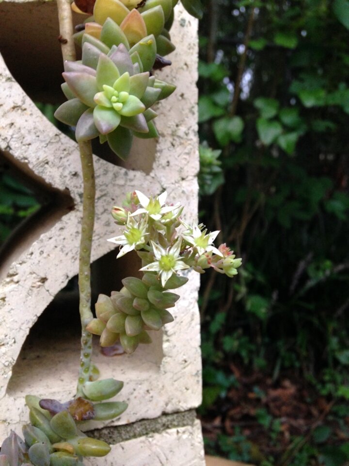 Hanging botanical desert