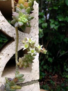 Hanging botanical desert