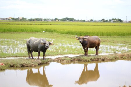 Sharp the countryside cattle