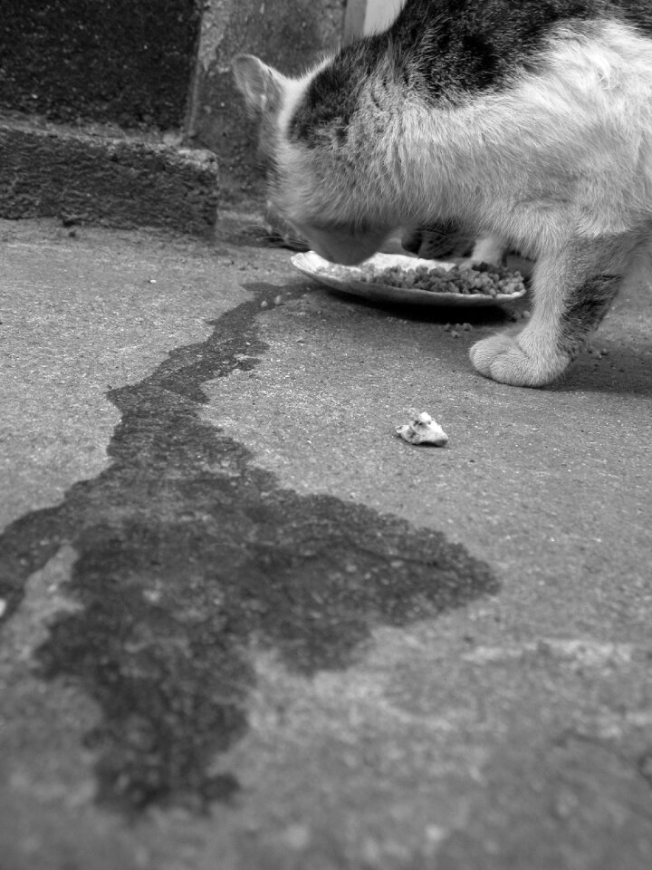 Kitten feral cat pet