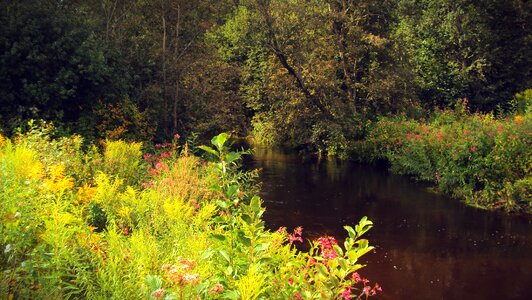 Flower landscape summer