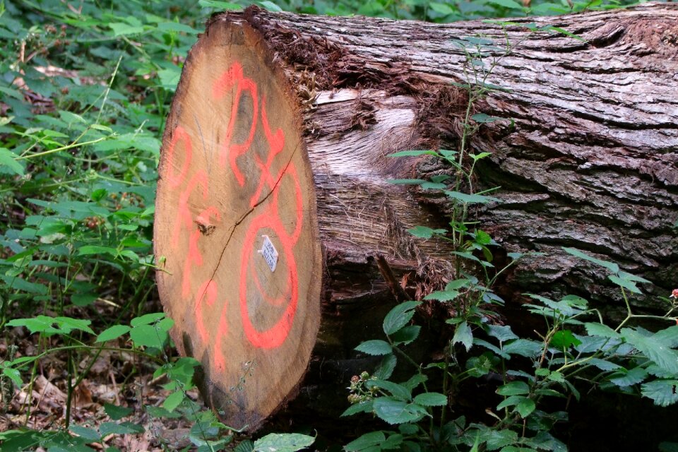 Value wood mark forestry