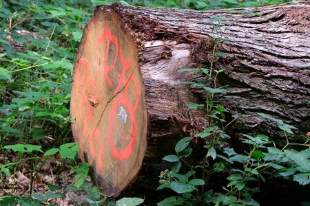 Value wood mark forestry
