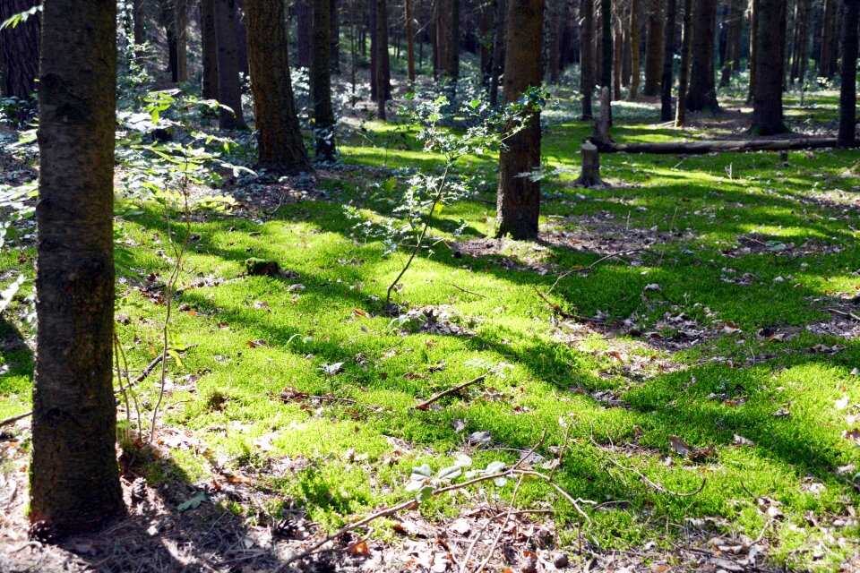 Log nature green