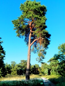 Landscape park forest photo