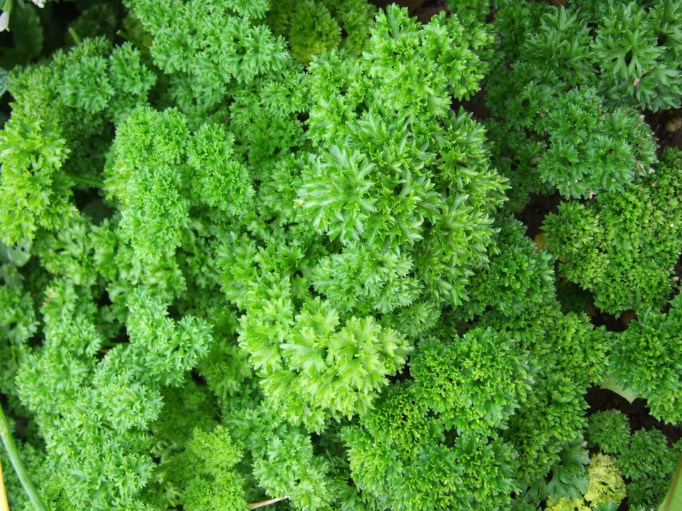 Parsley herb spices
