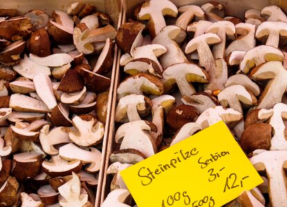 Mushroom eat forest