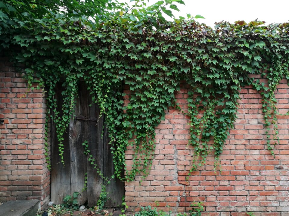Wall vine door