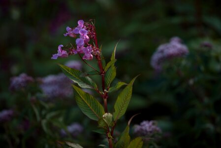 Impatiens glandulifera indian springkraut red spring herb