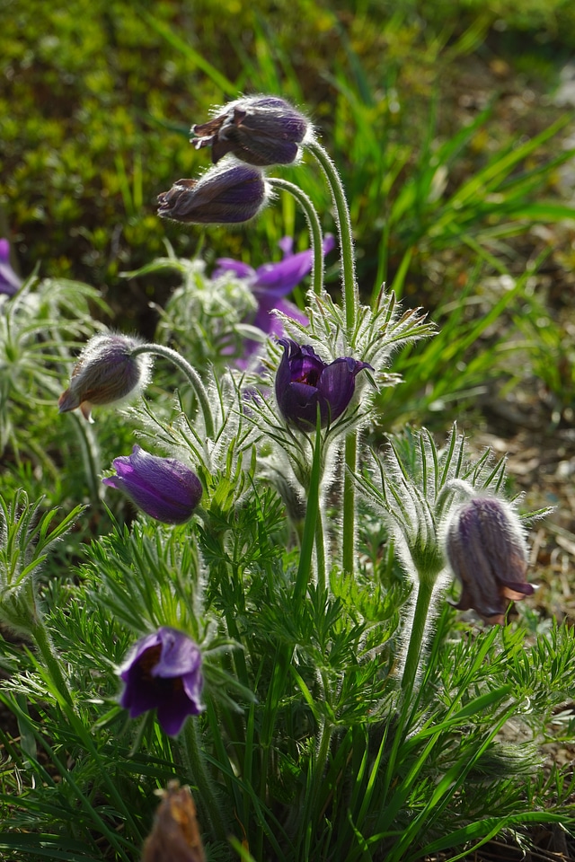Stalk leaves pulsatilla vulgaris