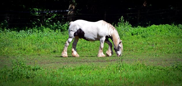 Cold blooded animals white horse pasture