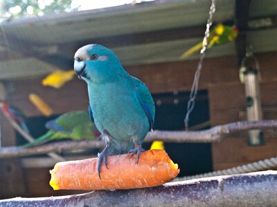 Voillere breeding small parrot parakeet photo